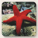 Recherche de étoiles mer de dessous de verres Nautique