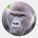 Recherche de gorilla autocollants Afrique