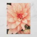 Recherche de délicat cartes postales Beau