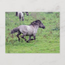 Recherche de étalon cartes postales Sauvage