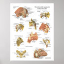 Zoek naar fysiologie posters Anatomisch