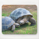Recherche de coquille tortue tapis souris Animal