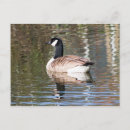 Recherche de faune flore cartes postales Oiseau
