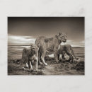 Recherche de photo de lion cartes postales Nature