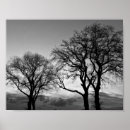Zoek naar witte boom posters Natuur