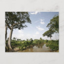 Recherche de togo cartes postales Arbre