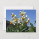 Recherche de de thanksgiving cartes invitations Botanique
