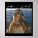 Zoek naar aap posters Fotografie