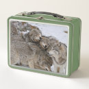 Recherche de loup conservation photographie Loups