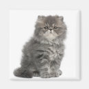 Recherche de chaton persan magnets Chats