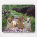 Zoek naar chihuahua muismatten Dieren