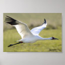 Recherche de mis en danger posters Oiseaux