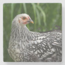 Zoek naar zwarte vogels onderzetters Huisdier