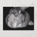 Recherche de flamand cartes postales Lapin