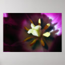 Zoek naar tulpen posters Macro