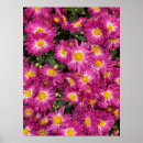 Zoek naar chrysanten posters Plant