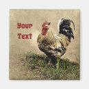 Recherche de poulet coq magnets Animal