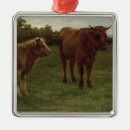 Zoek naar koeien ornamenten Vee