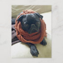 Recherche de pugs cartes postales Animal