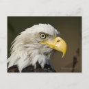 Recherche de parc national katmai cartes postales Nature