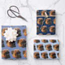 Recherche de chien boxeur papier cadeau Animaux