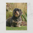 Recherche de poils cartes postales Dog
