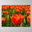 Zoek naar tulpen posters Zomer