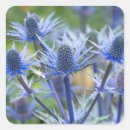 Recherche de fleur chardon autocollants Botanique