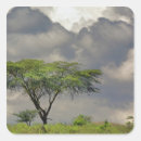 Recherche de acacia autocollants Afrique