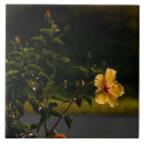 Zoek naar struiken tegels Bloem