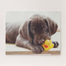 Recherche de chocolat labrador puzzles Dog