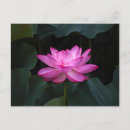 Recherche de fleur lotus cartes postales Water