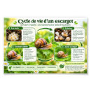 Recherche de cycle vie posters Nature