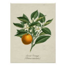 Recherche de fruit vintage posters Floral