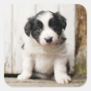 Recherche de border collies travaux manuels fêtes Animal