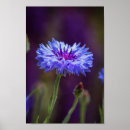 Recherche de macro de fleur photographie Fleurs