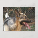 Recherche de chien berger cartes postales Animal