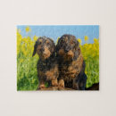 Recherche de teckel puzzles Chien