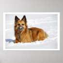 Recherche de bergers posters Neige