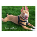 Zoek naar pit posters Dier