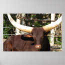 Zoek naar texas longhorn kunst Stier
