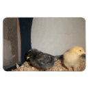 Zoek naar kippen magneten Boerderij
