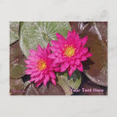 Recherche de nénuphars roses cartes postales Flore