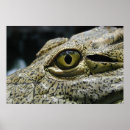 Zoek naar groot oog posters Alligator
