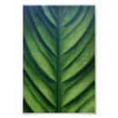 Zoek naar palm leaf kunst Natuur