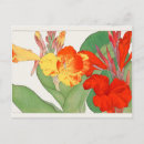 Recherche de canna cartes postales Floral