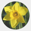 Recherche de jonquilles autocollants Fleurs