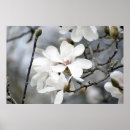 Recherche de arbre de tulipe Printemps