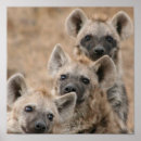 Recherche de hyène posters Animaux