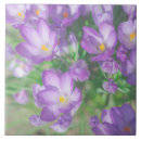 Recherche de crocus carreaux Nature